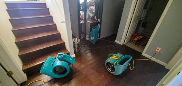 Best Water damage cleanup near me  in Saint Johns University, MN